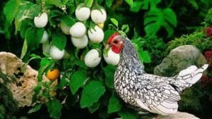 hen