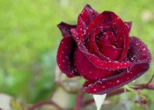 rose-3175847_960_720