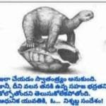 tortoise