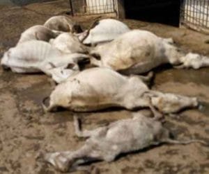 100 cows die in a single night