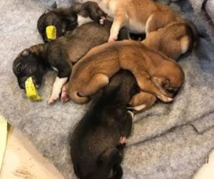 90 dogs were killed