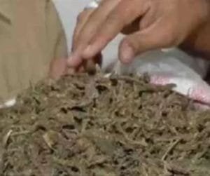 Cannabis smugglers can no longer escape!