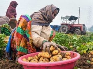 Rs-25-crores-In-a-year-the-family-earned-with-an-Potato-crop-1580446329-1081