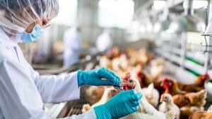 Bird Flu Effect