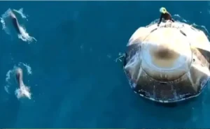 dolfin-main.jpg