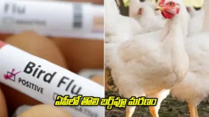 ap-bird-flu-case-1