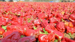 chapatha-mirchi