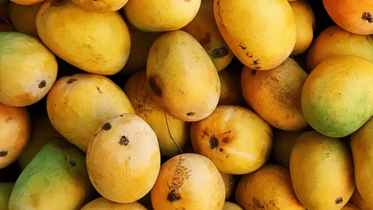 mangoes-4