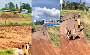 dog-and-girl-video-viral