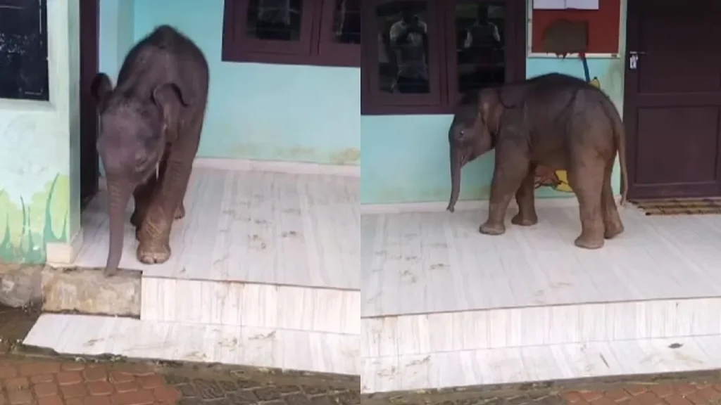 elephant-calf
