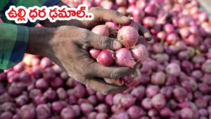 onion-price-dropped