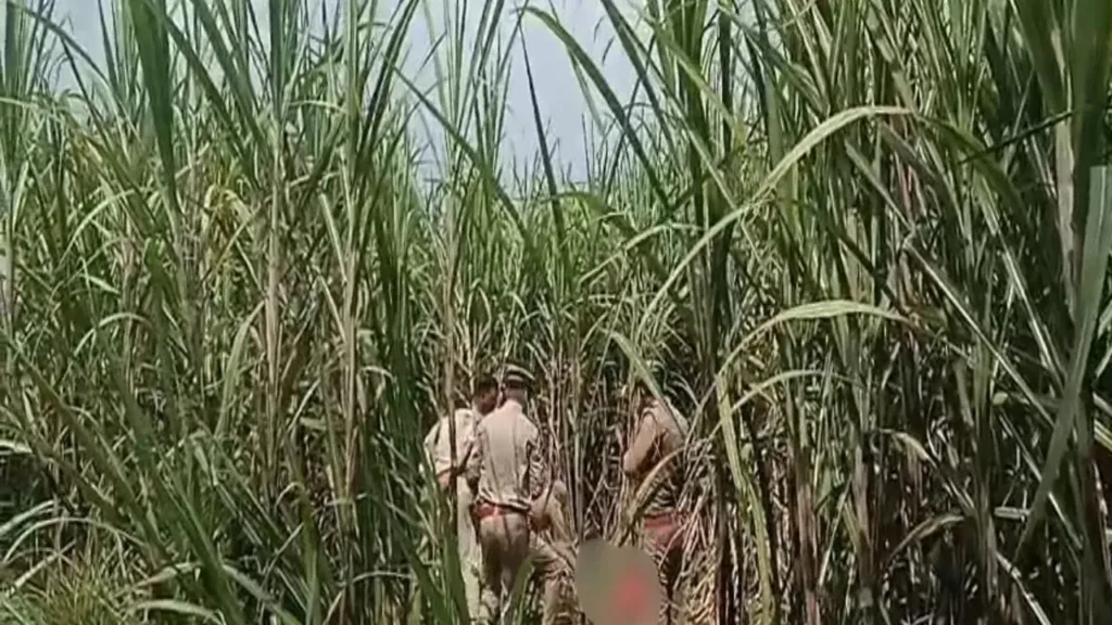 ఆడుకుంటూ అదృశ్యమైన 5 ఏళ్ల బాలిక.. మూడు రోజల తర్వాత చెరకు తోటలో మృతదేహం లభ్యం.. తలపై బలమైన గాయాలు 1 5-year-old-girl-dead-found