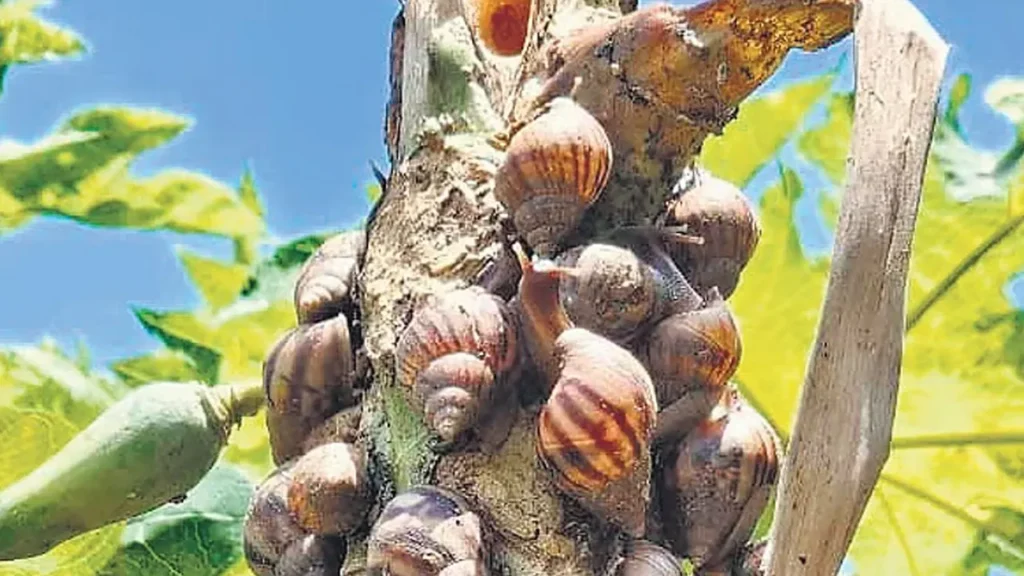 african-snail-attack