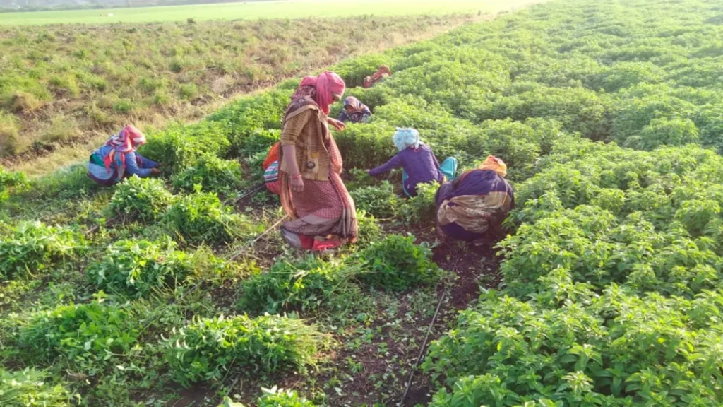 ashwagandha-1