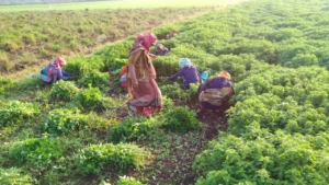ashwagandha-1