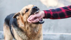 dog-attack-compensation