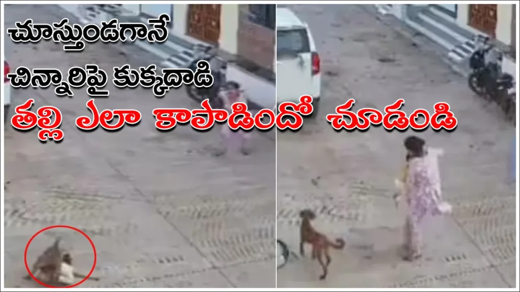 dog-video-viral