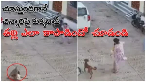 dog-video-viral