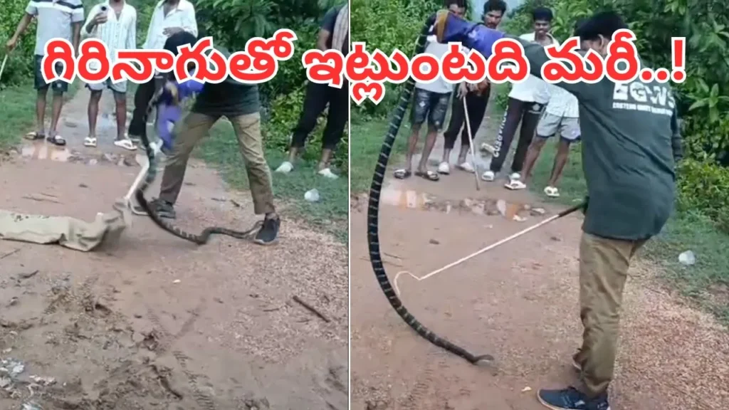 Andhra: అమ్మబాబోయ్.. కొంచెం అయితే గిరినాగు కాటేసేది.. వీడియో చూస్తే ఒళ్లు ఝల్లుమనాల్సిందే.. 1 king-cobra-1-1
