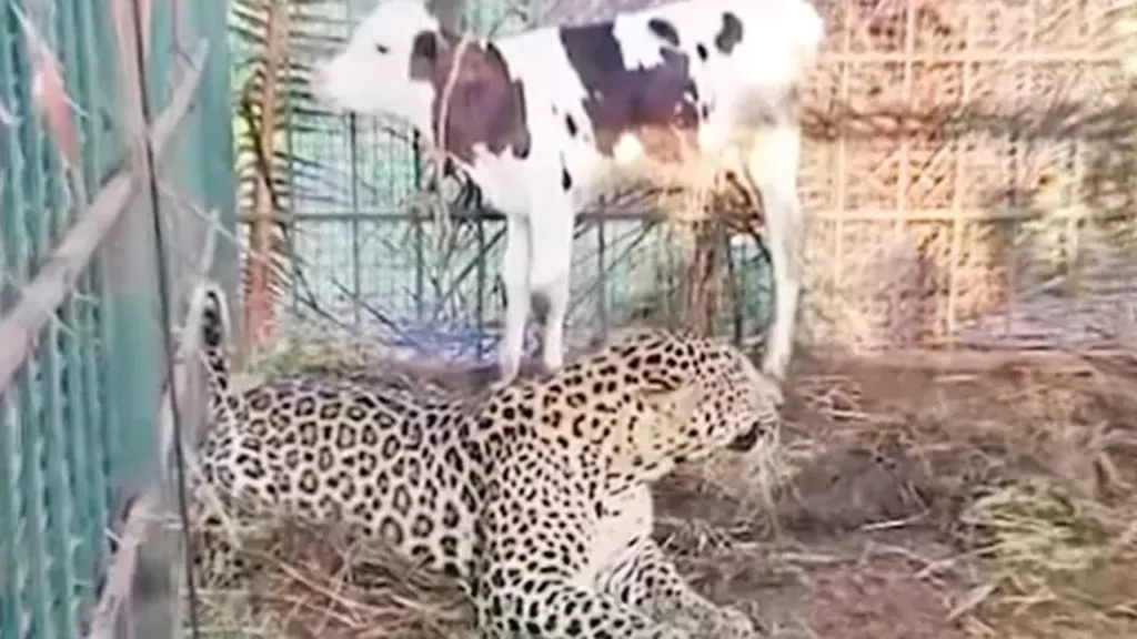 leopard-trap