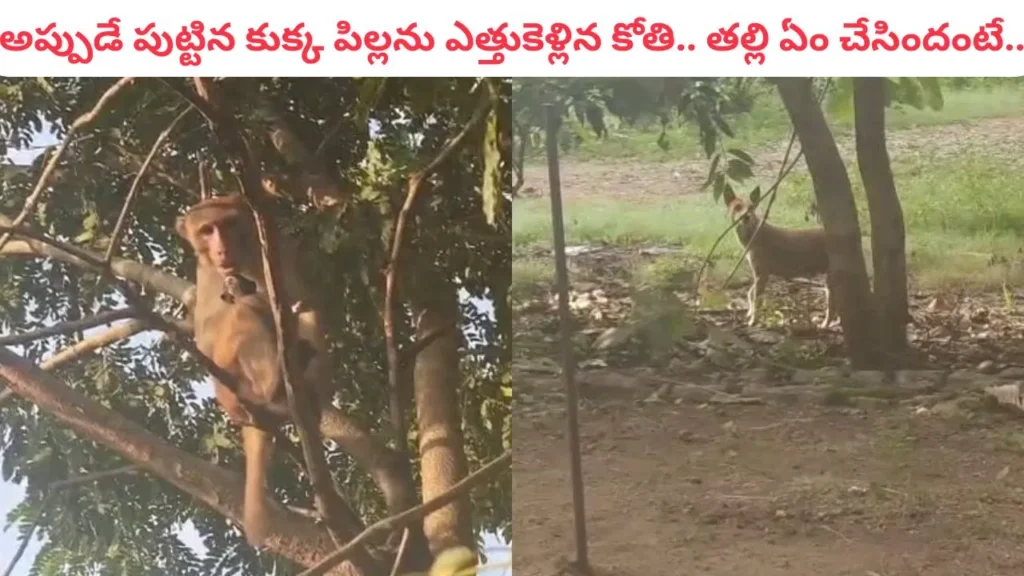 monkey-dog-viral-video