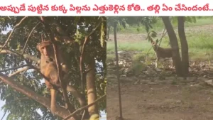 monkey-dog-viral-video