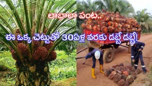 palm-oil-cultivation