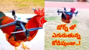 drone-video-with-hen