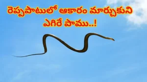 flying-snake