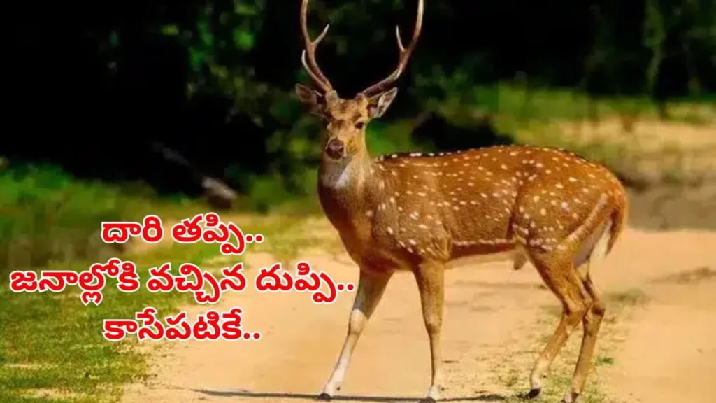 jangaon-wildlife