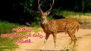 jangaon-wildlife