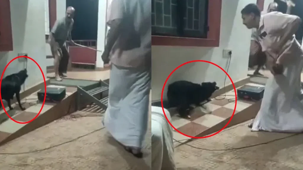 kerala-street-play-on-strays