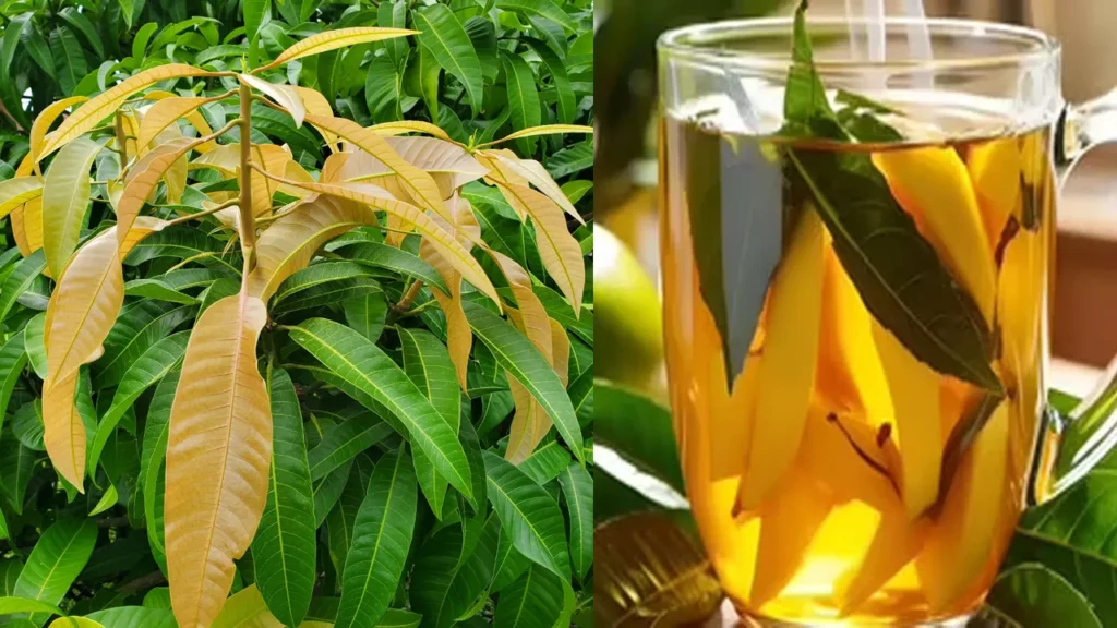 mango-leaf-tea