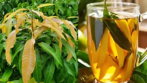 mango-leaf-tea