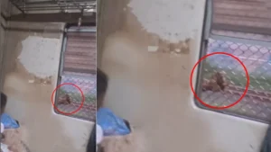 viral-video-1