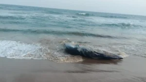 whale