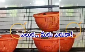 Annavaram-Prasadam.jpg