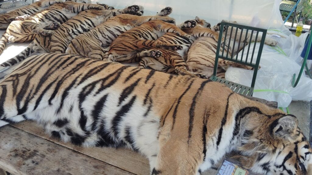 skynews-tiger-thailand-deaths_7173820