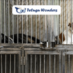 వీధి కుక్కల రక్తంతో అక్రమ వ్యాపారం, ఒక్క ప్యాకెట్ రూ.25 వేల వరకు విక్రయం!