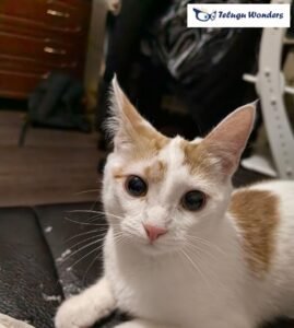 cat_logo_big