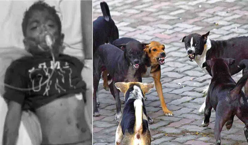 street-dogs_V_jpg--816x480-3g