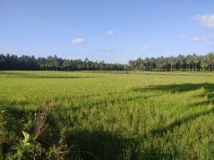 Paddy agricultural field in coastal Andhra Pradesh