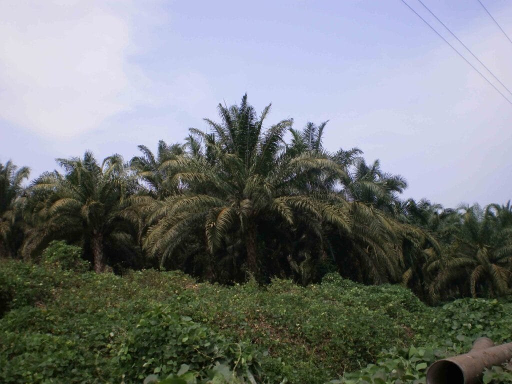 Oil palm plantation in India