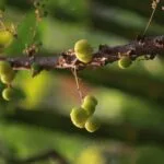 ఉసిరి డ్రింక్ ఎలా తయారు చేయాలి? తాజా ఆమ్లాతో సింపుల్ రెసిపీ