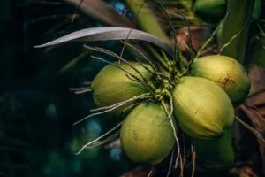కొబ్బరి నీళ్లు